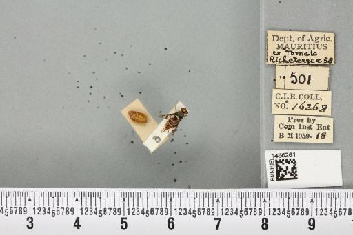 Neoceratitis cyanescens (Bezzi, 1923) - BMNHE_1466261_27051