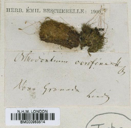 Orthodontium pellucens (Hook.) Bruch, Schimp. & W.Gümbel - BM000983514