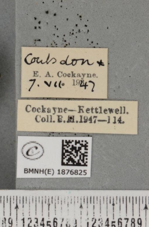 Selenia tetralunaria ab. nigrescens Cockayne, 1949 - BMNHE_1876825_label_449054