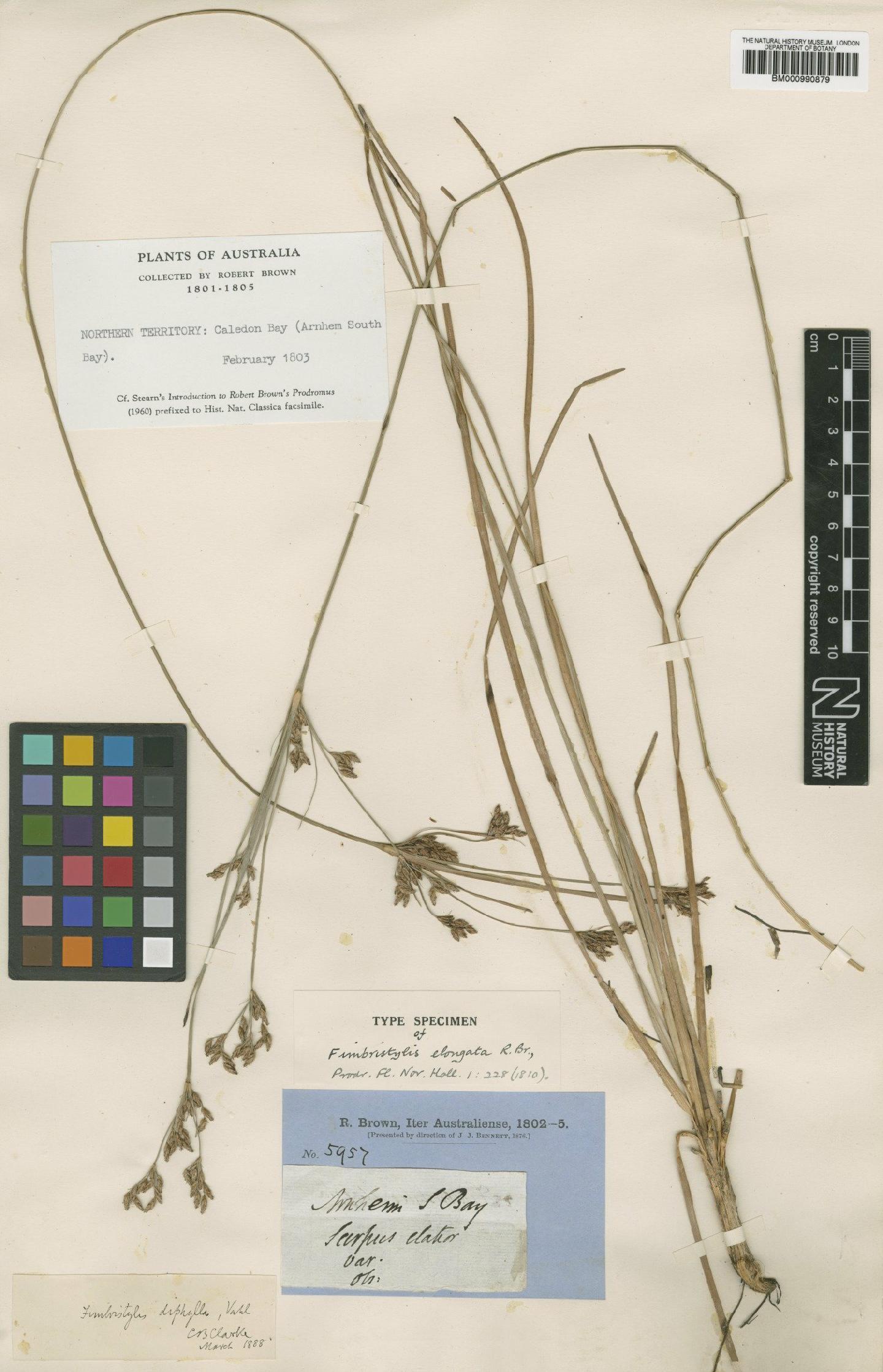 To the Natural History Museum, London (Fimbristylis dichotoma (L.) Vahl BM000990879 type 1)