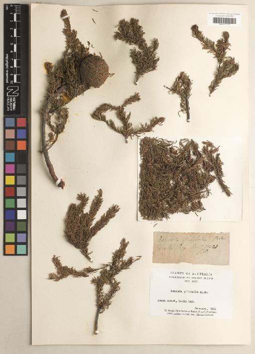Banksia pulchella R.Br. - BM001217296