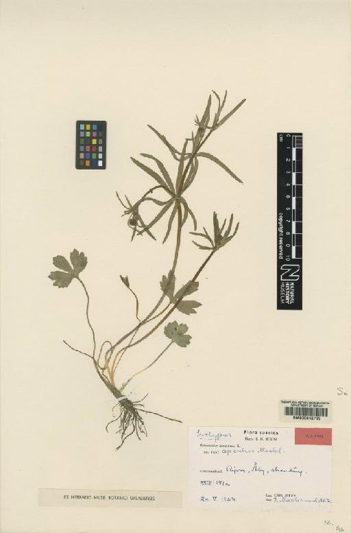 Ranunculus auricomus subsp. apertus Julin - BM000613790