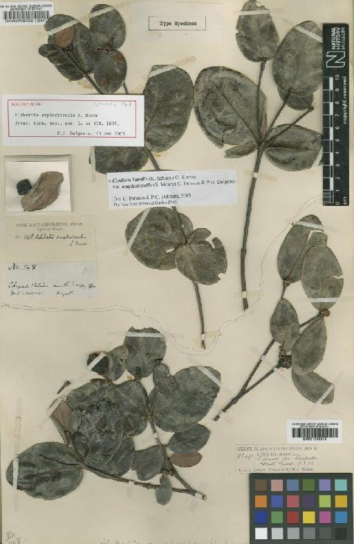 Alibertia humilis K.Schum. - BM000073092