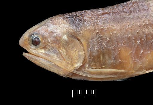 Thryssa dussumieri (Valenciennes in Cuvier & Valenciennes, 1848) - BMNH 1966.11.30.1, NEOTYPE, Thryssa dussumieri, head