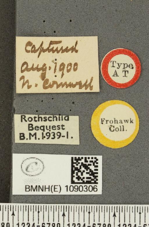 Pyronia tithonus britanniae ab. subalbida Verity, 1904 - BMNHE_1090306_label_683