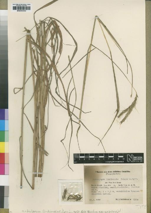 Andropogon chinensis (Nees) Merr. - BM000923482