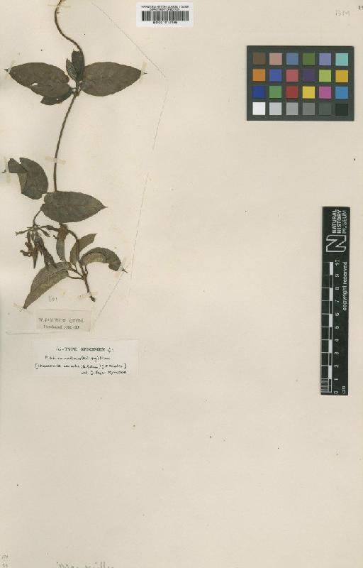 Mandevilla assimilis (K.Schum.) J.F.Morales - BM001010496