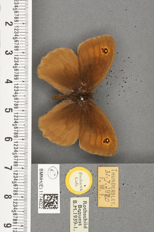 Maniola jurtina insularis ab. biocellata Lempke, 1935 - BMNHE_1174022_39228