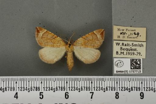 Eulithis testata ab. achatinata Hübner, 1796 - BMNHE_1757715_333000