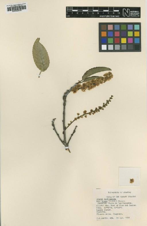 Prunus lusitanica subsp. hixa (Willd.) Franco - BM000939391