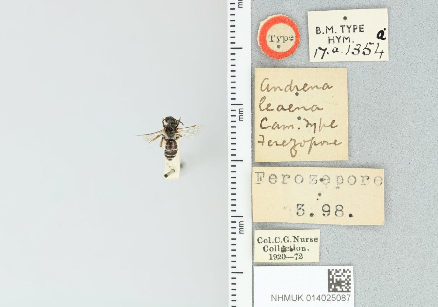 Andrena leaena