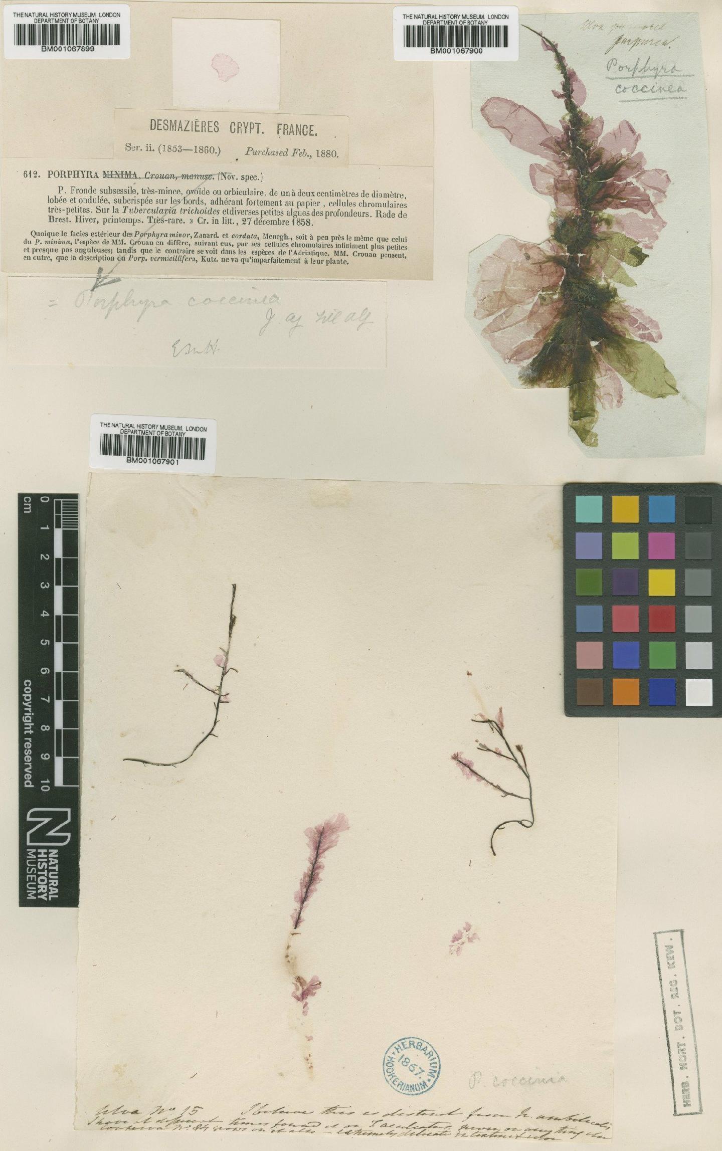 To NHMUK collection (Porphyropsis coccinea (J.Agardh ex Aresch.) Rosenv.; NHMUK:ecatalogue:2330537)