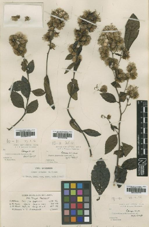 Blumea papuana S.Moore - BM000945779