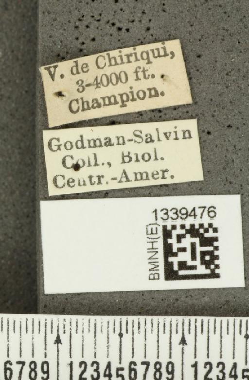 Isotes uniformis (Jacoby, 1887) - BMNHE_1339476_label_23165