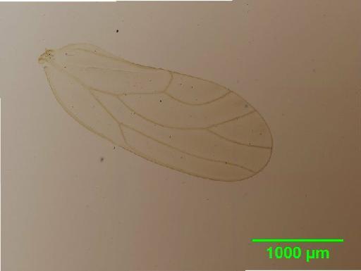 Arytainilla Loginova, 1972 - 010186774__2016_01_29_s1