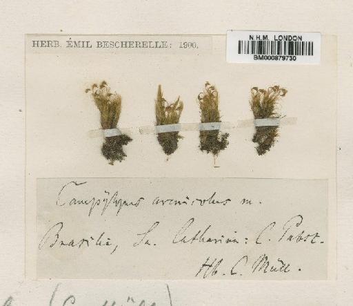 Campylopus trachyblepharon (Müll.Hal.) Mitt. - BM000879730