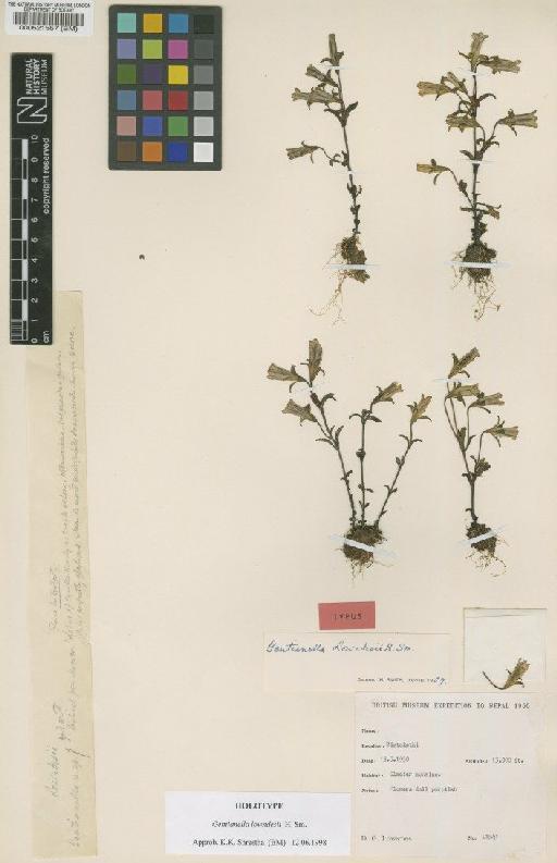 Gentianella lowndesii H.Sm. - BM000521557