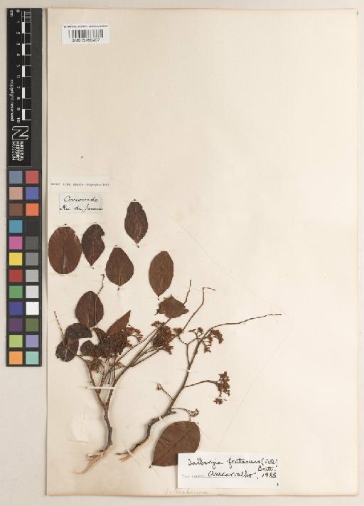 Dalbergia frutescens (Vell.) Britton - BM013406467