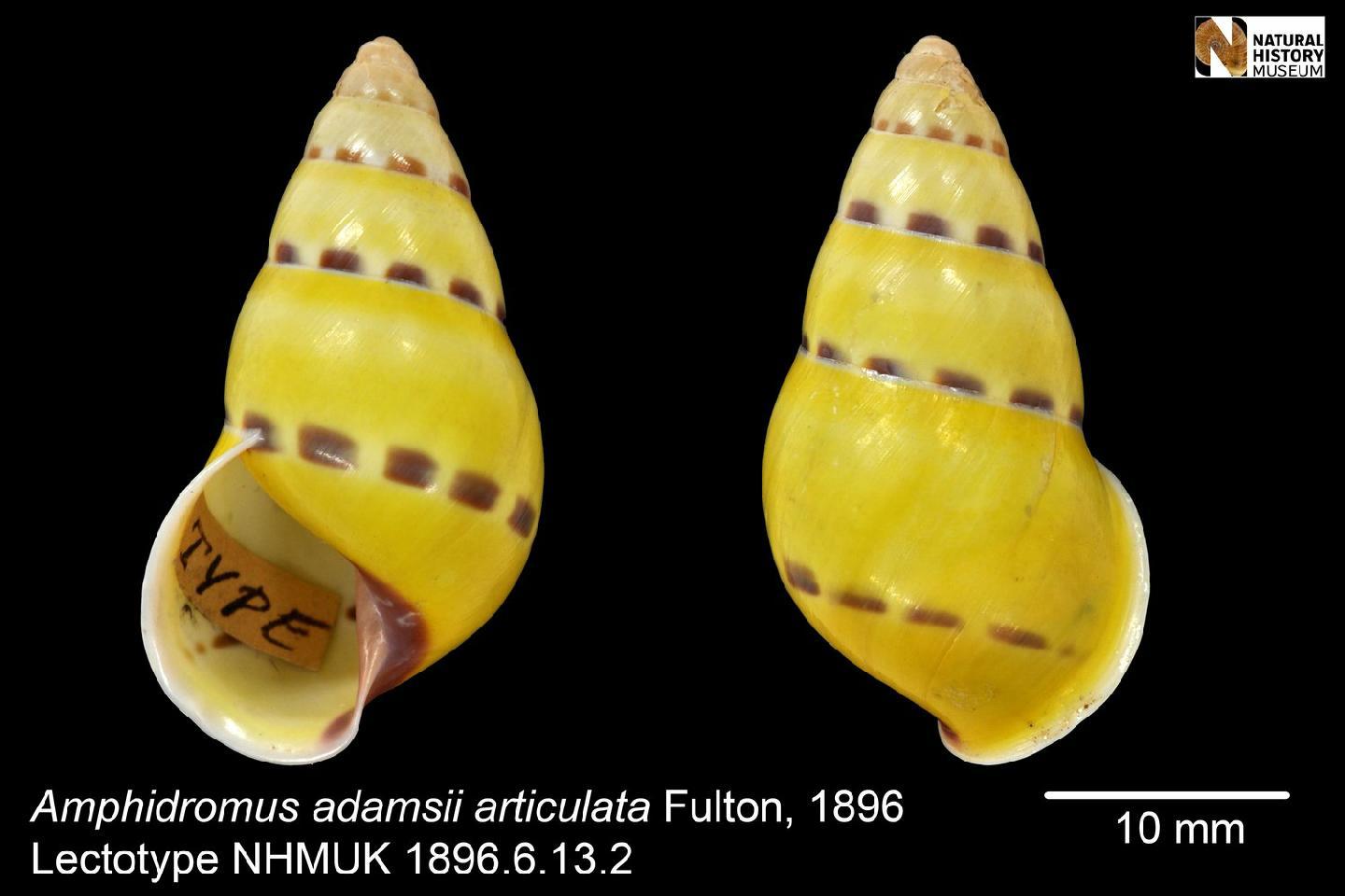 To NHMUK collection (Amphidromus adamsii articulata Fulton, 1896; LECTOTYPE; NHMUK:ecatalogue:6634434)