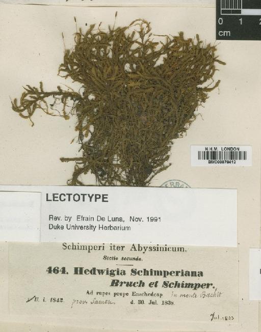 Braunia schimperianum (Hampe) A.Jaeger - BM000878412