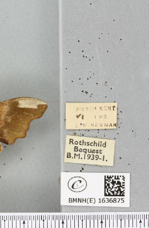 Mimas tiliae ab. constricta Gillmer, 1916 - BMNHE_1636875_label_204173