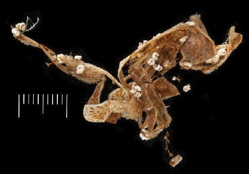 Pileolaria invultuosa - Polychaeta type specimen; BMNH 1994.2123-2133