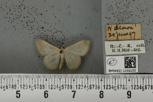 Idaea subsericeata (Haworth, 1809) - BMNHE_1592255_263259