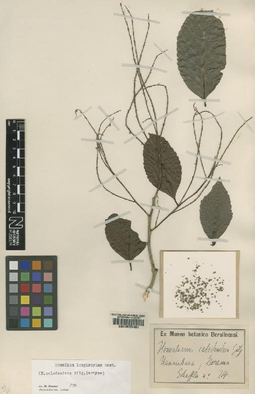 Homalium longistylum Mast. - BM000624481