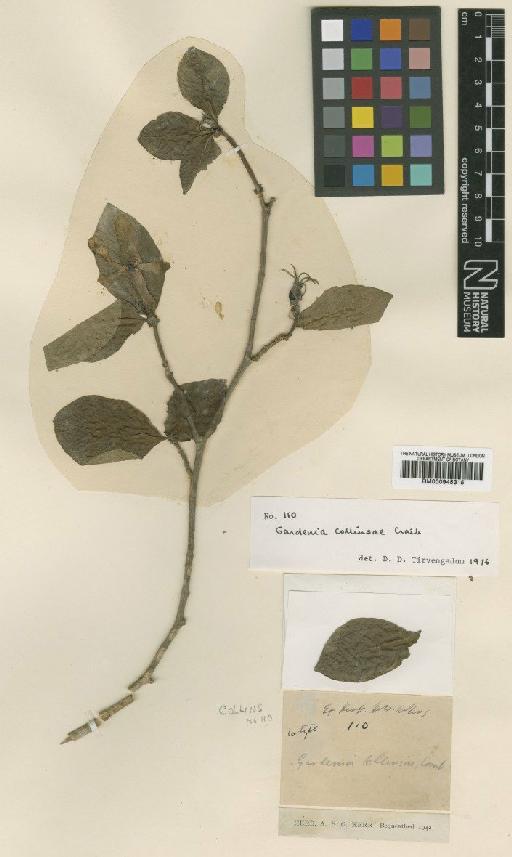 Gardenia collinsae Craib - BM000945315