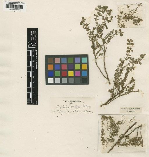 Euphorbia bouleyi S.Moore - BM000812174