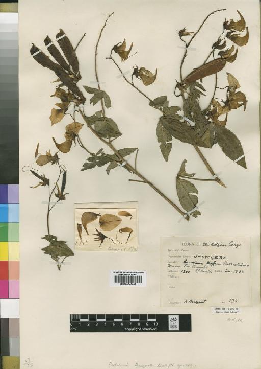Crotalaria becquetii Baker f. ex R.Wilczek - BM000843607