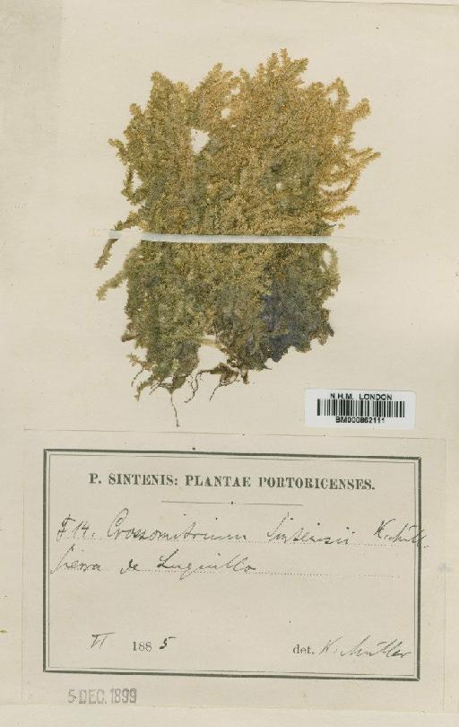Crossomitrium patrisiae (Brid.) Müll.Hal. - BM000862111