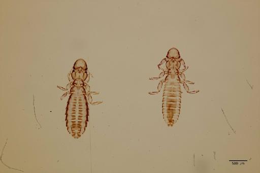 Cuclotogaster moucheti Tendeiro, 1958 - 010674327_specimen