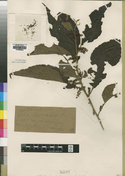 Allophylus nigericus Baker f. - BM000838078