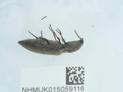 Actenicerus (Actenicerus) siaelandicus (Müller, O.F., 1764) - 015059116_2