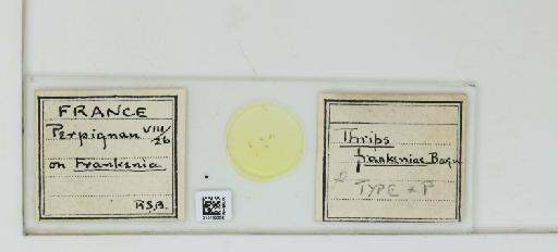Thrips frankeniae Bagnall, 1926 - 010155302_833453_1614695_157746_Type