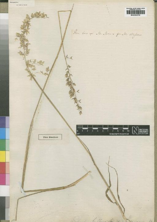 Ehrharta bulbosa Sm. - BM000922750