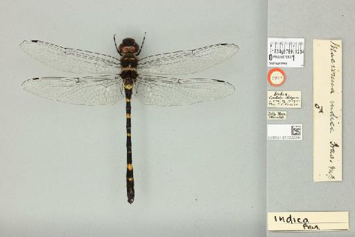 Macromia indica Fraser, 1924 - 013322944_dorsal