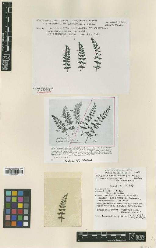 Asplenium × aprutianum Lovis, Melzer & Reichst. - BM001045151