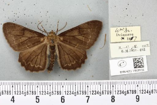 Alcis repandata repandata ab. nigra Tutt, 1896 - BMNHE_1919531_476308