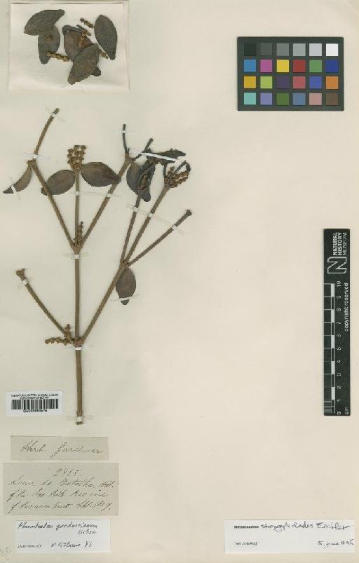 Phoradendron strongyloclados Eichler - BM000993575