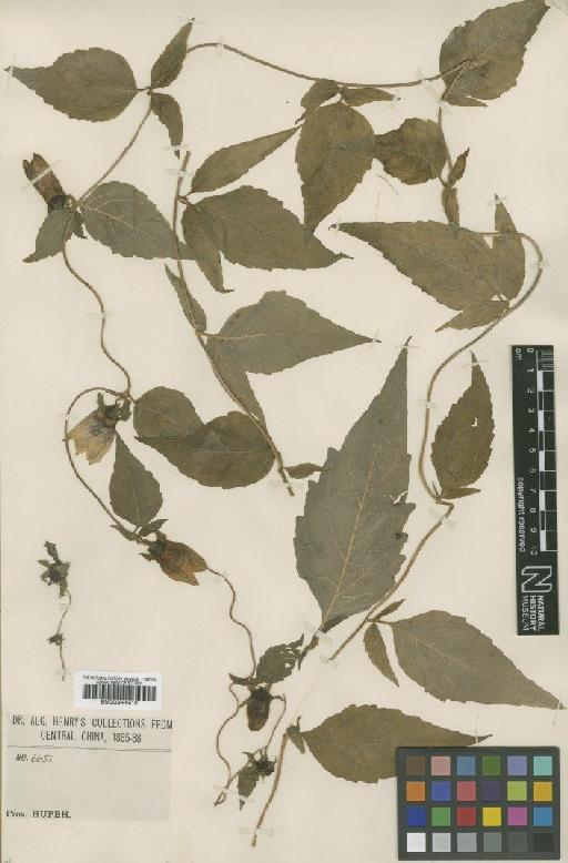 Codonopsis henryi Oliv. - BM000996418