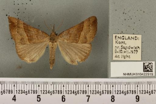 Hypena proboscidalis (Linnaeus, 1758) - NHMUK_010422919_536388