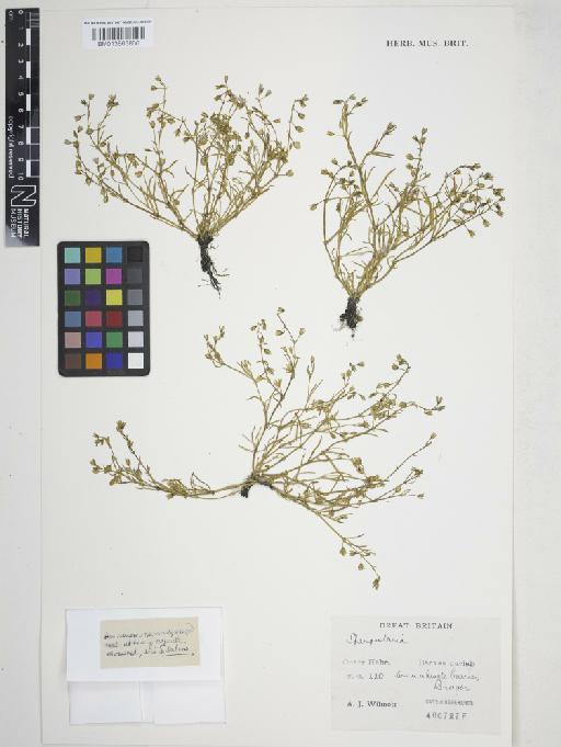 Spergularia marina (L.) Griseb. - 013863866