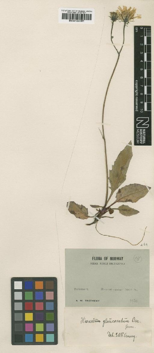 Hieracium wiesbaurianum subsp. dolichellum (Arv.-Touv. & Gaut.) Zahn - BM001050885