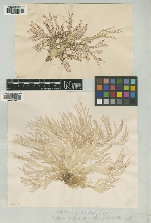 Gloiocladia polycarpa (Harv.) Womersley - BM000771304