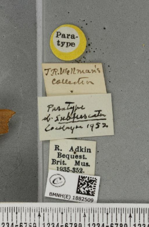 Ennomos quercinaria ab. subfascata Cockayne, 1952 - BMNHE_1882509_label_441925