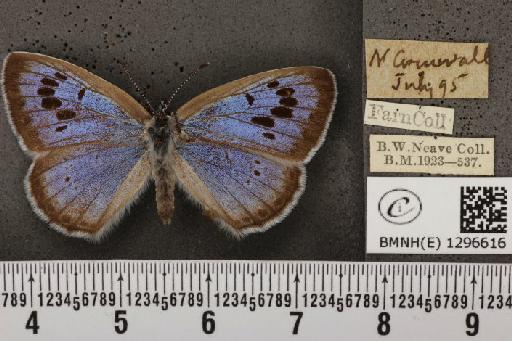 Maculinea arion eutyphron (Fruhstorfer, 1915) - BMNHE_1296616_133938