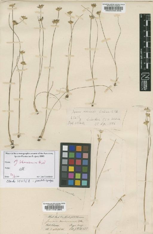 Juncus khasiensis Buchenau - BM000572440