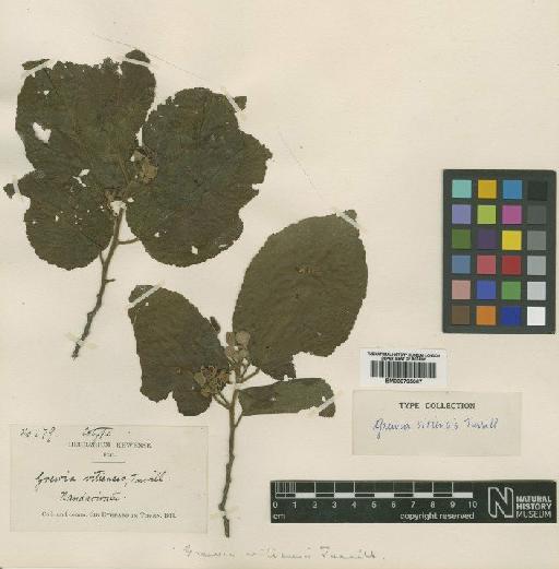 Grewia vitiensis Turrill - BM000795067